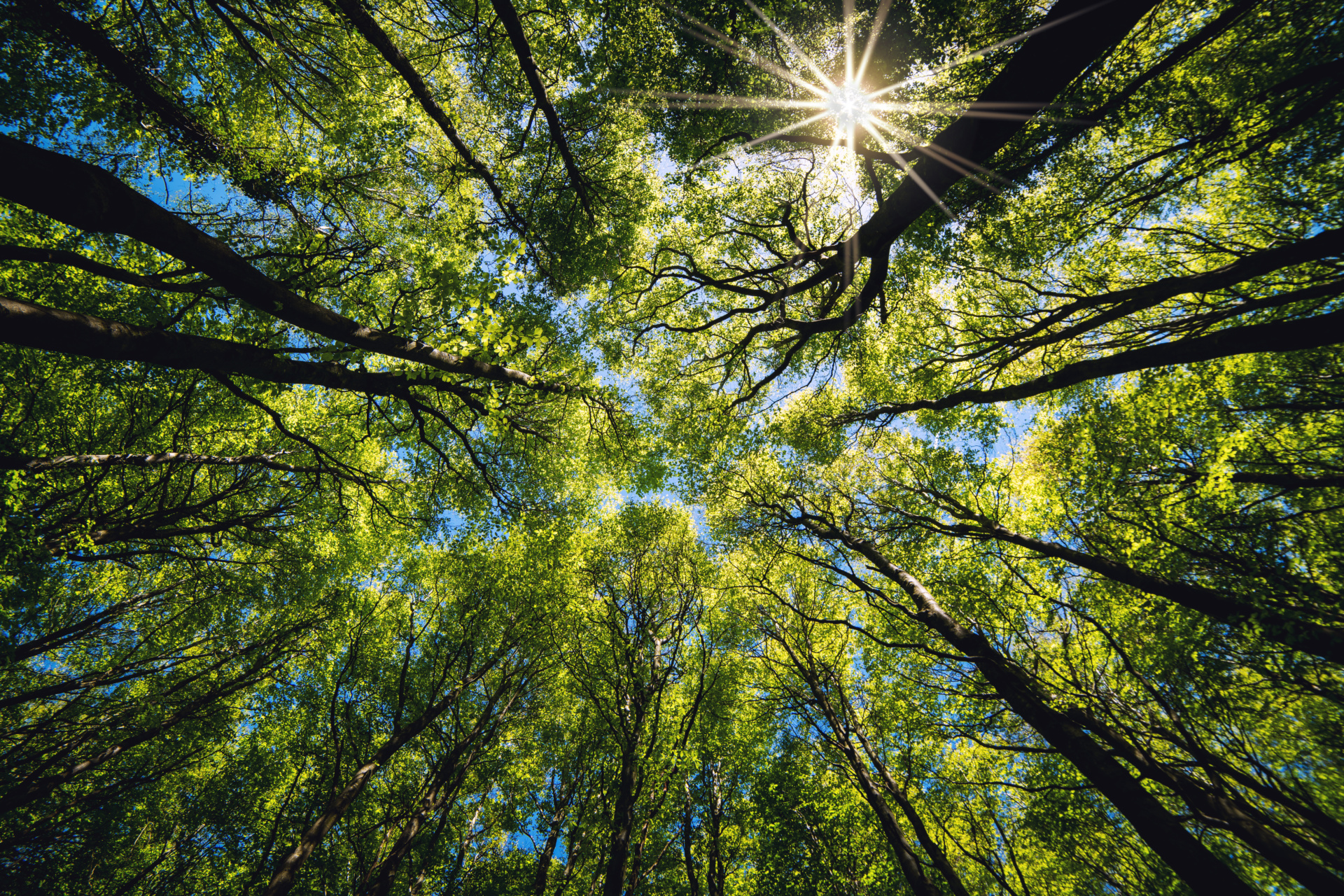 Further delay to the EU regulation on deforestation-free products